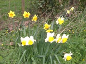 Daffs 20