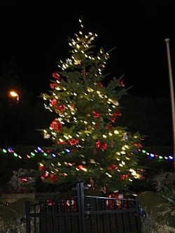 Night view of the 2015 tree lights
