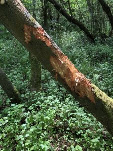 Antler scuff marks