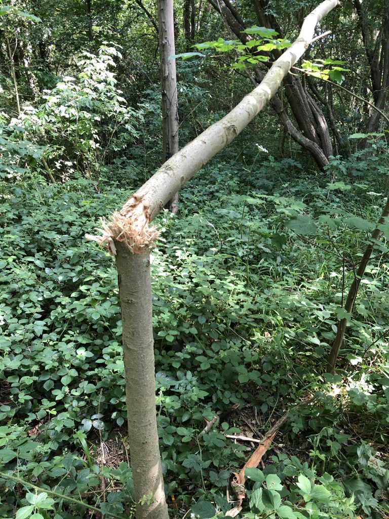 Another young tree destroyed